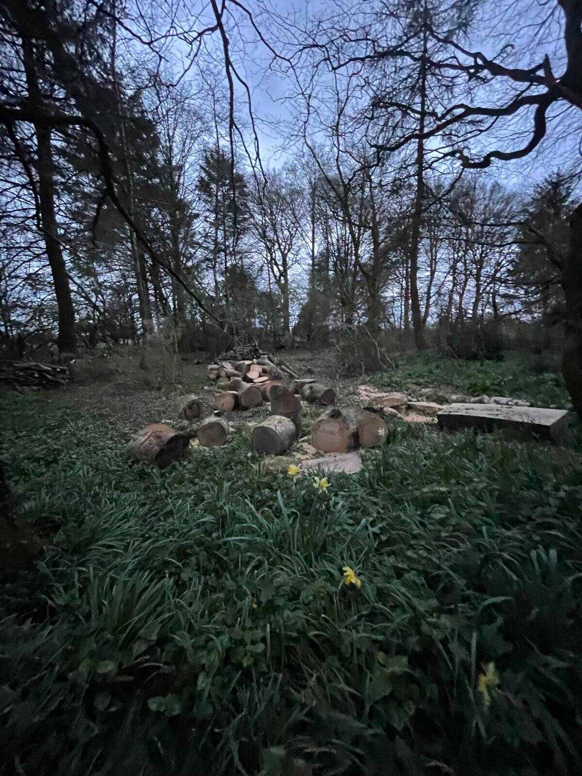Woodland tree management