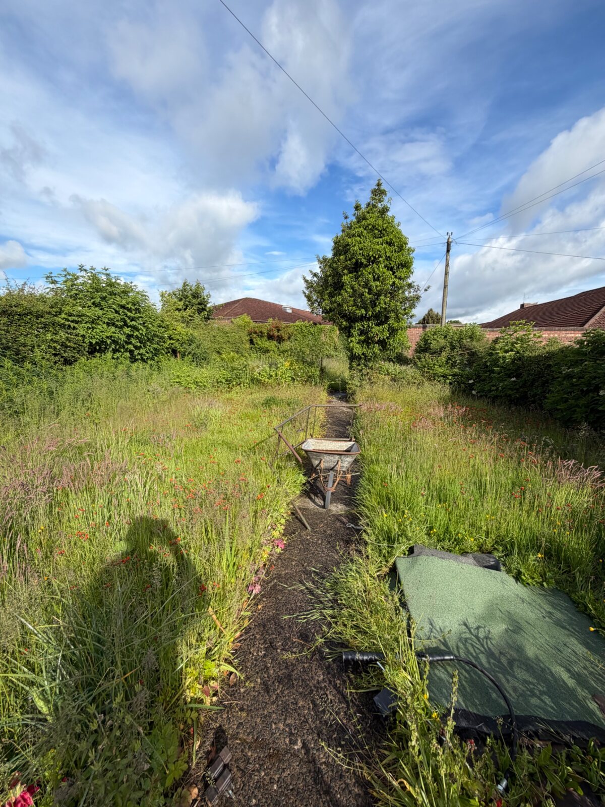 Overgrown garden before clearance